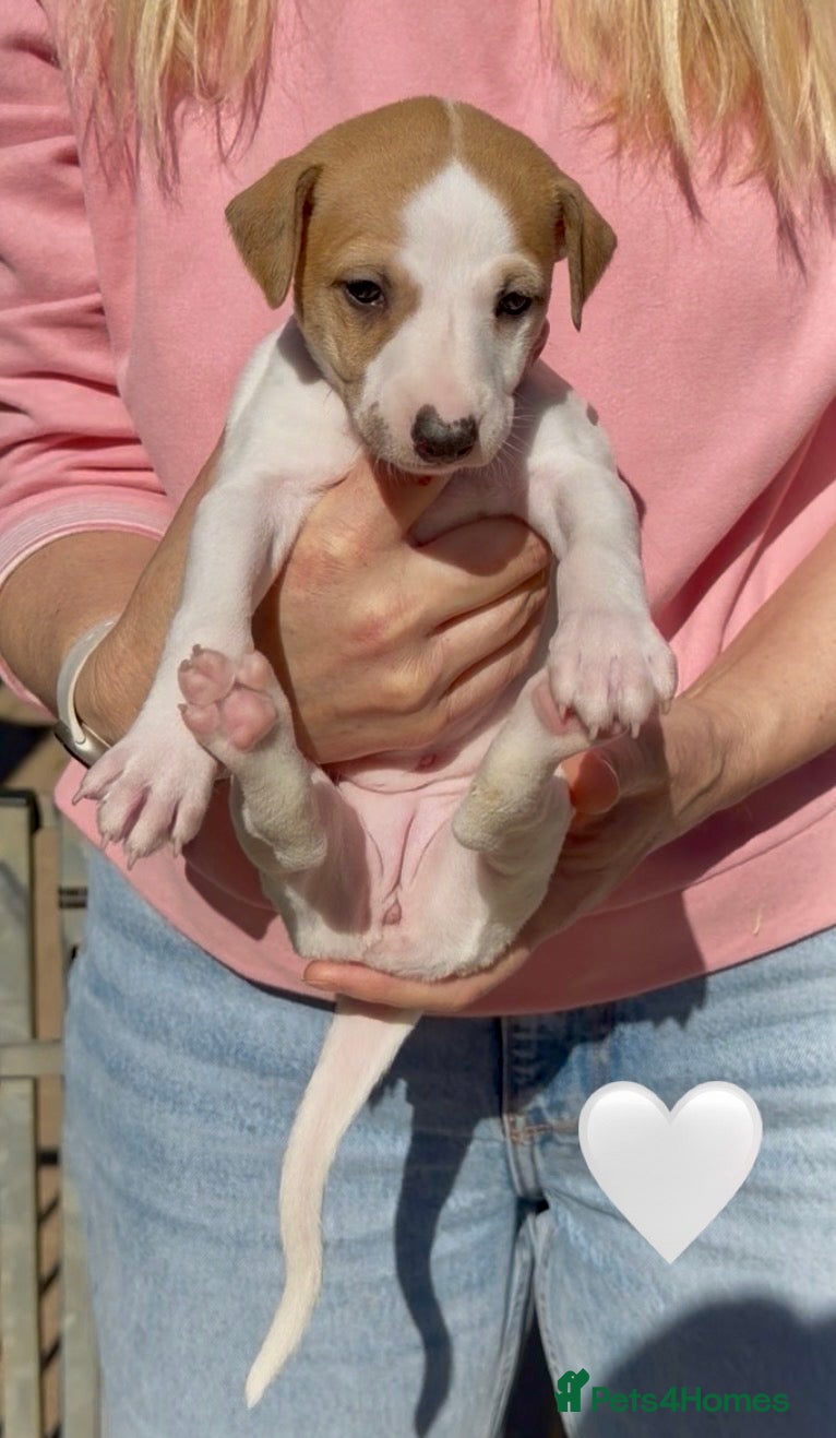 Whippet dogs Exceptional KC Whippet puppies - Advert 8