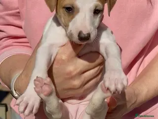 Whippet dogs Exceptional KC Whippet puppies - Advert 8