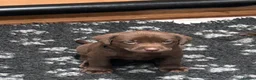Labrador Retriever dogs for sale: Chocolate kc Labrador puppies - Advert 7