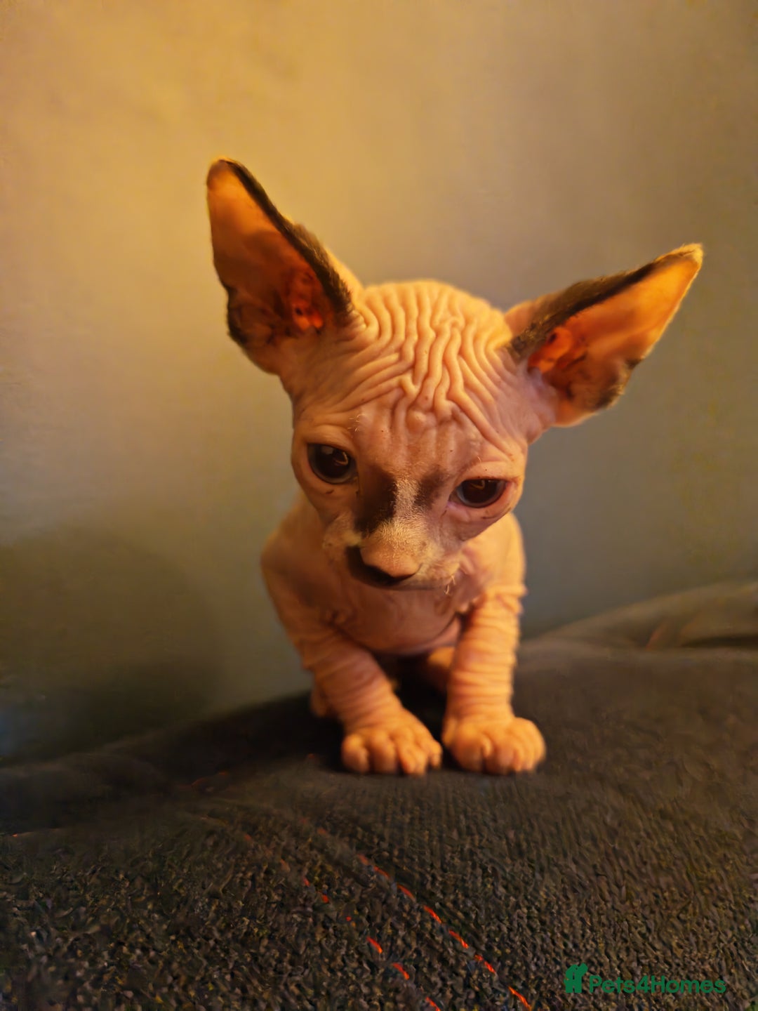Sphynx cats for sale: Beautiful Pure Sphynx Kittens – Ready Now! - Image 9