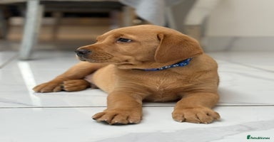 Labrador Retriever dogs in Tamworth - Advert 1