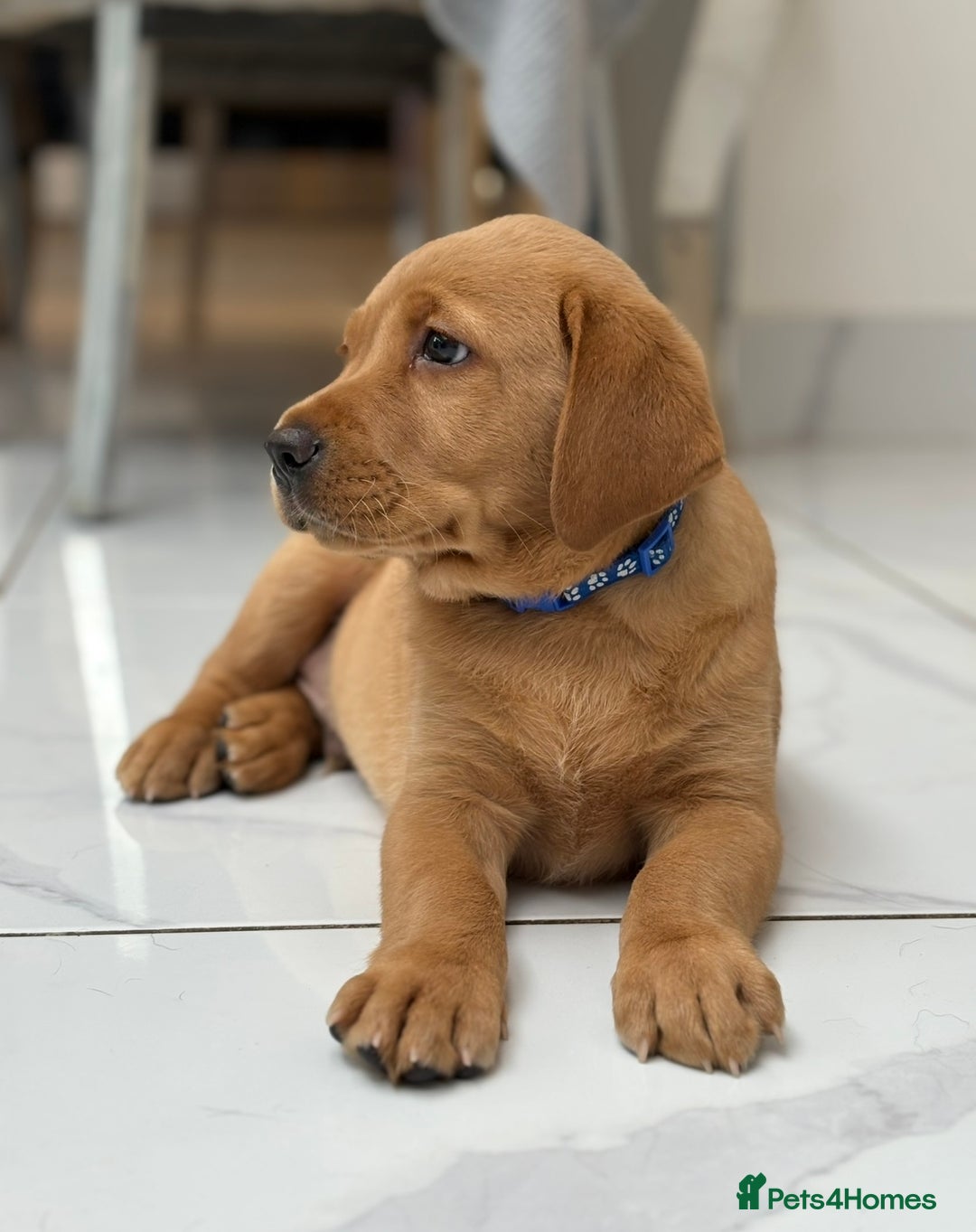 Retriever Fox Red Labrador Stud Fox Red Labrador Cost Labrador