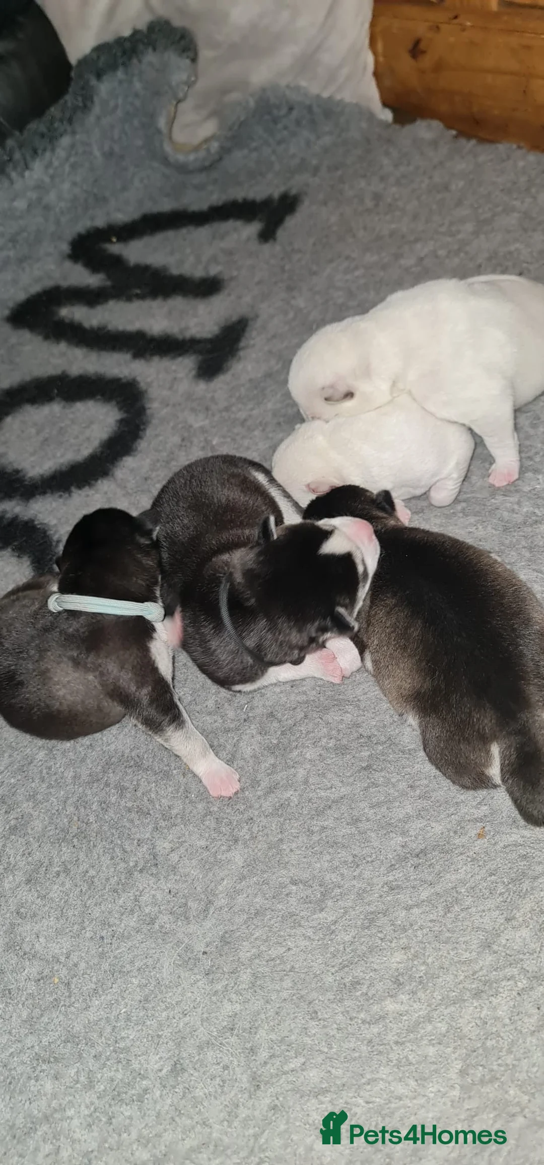 Siberian Husky dogs for stud: Proven Siberian Husky FOR STUD - Advert 11