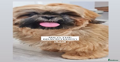Shih Tzu dogs - Advert 4