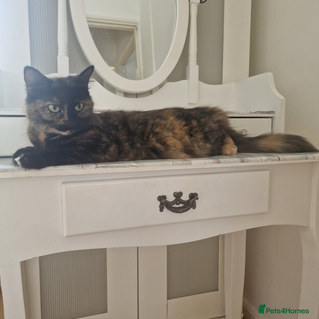 Somali cats for sale: Patient and friendly Somali cat for sale - Image 3