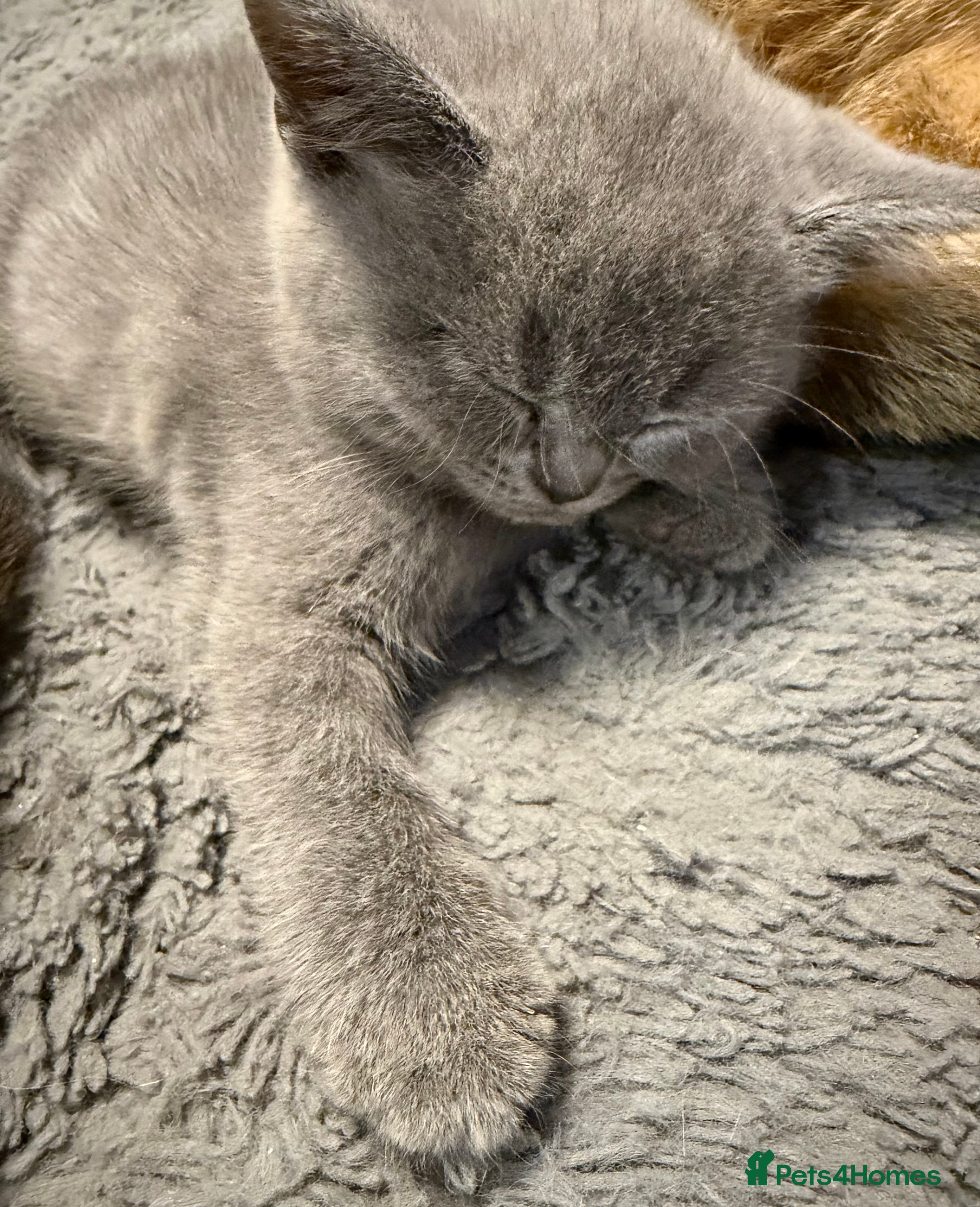 British Shorthair cats Beautiful British Shorthair Kittens  - Advert 1