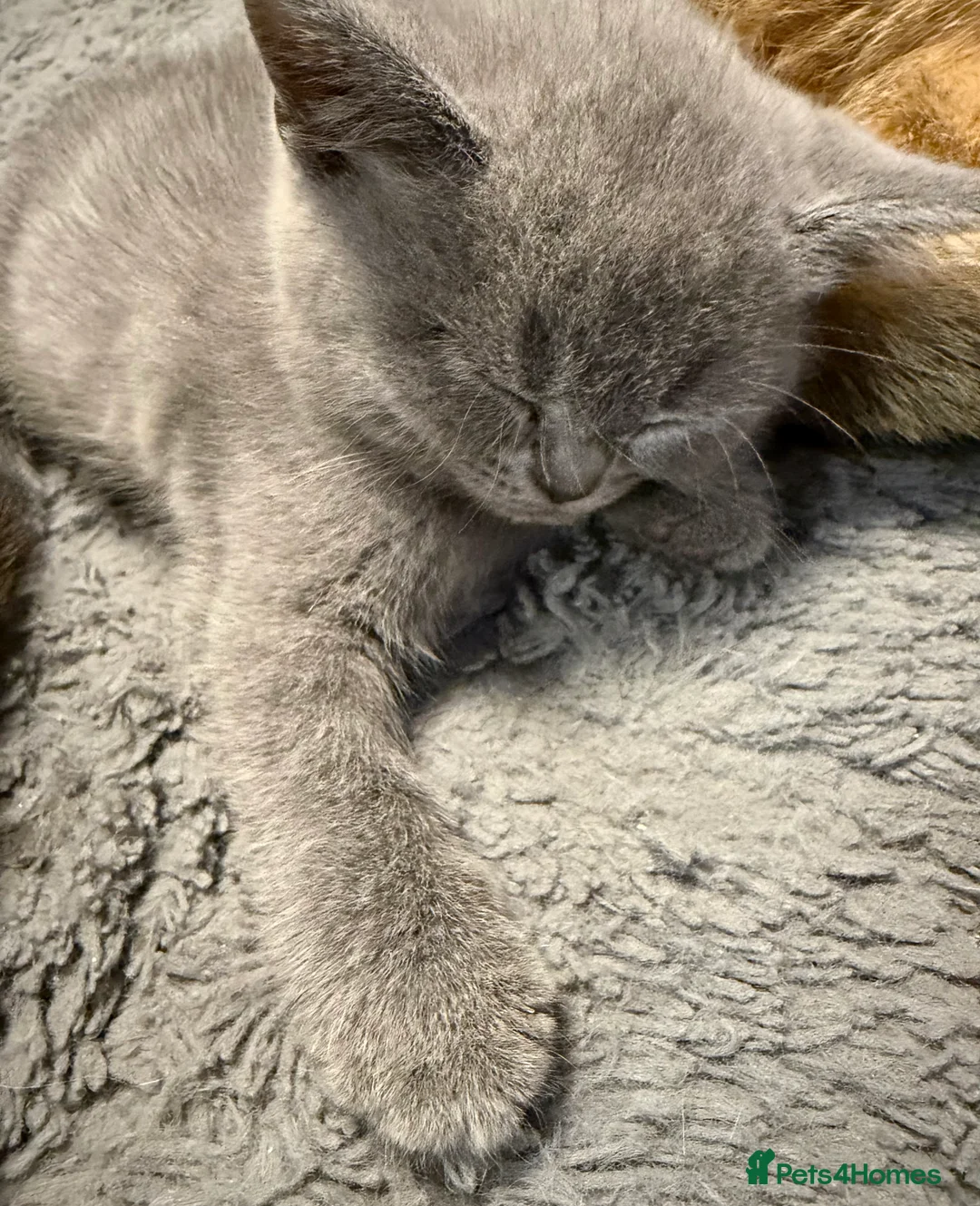 British Shorthair cats for sale: Beautiful British Shorthair Kittens  - Advert 1