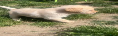 Labrador Retriever Puppy 1