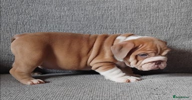 English Bulldog dogs - Advert 3