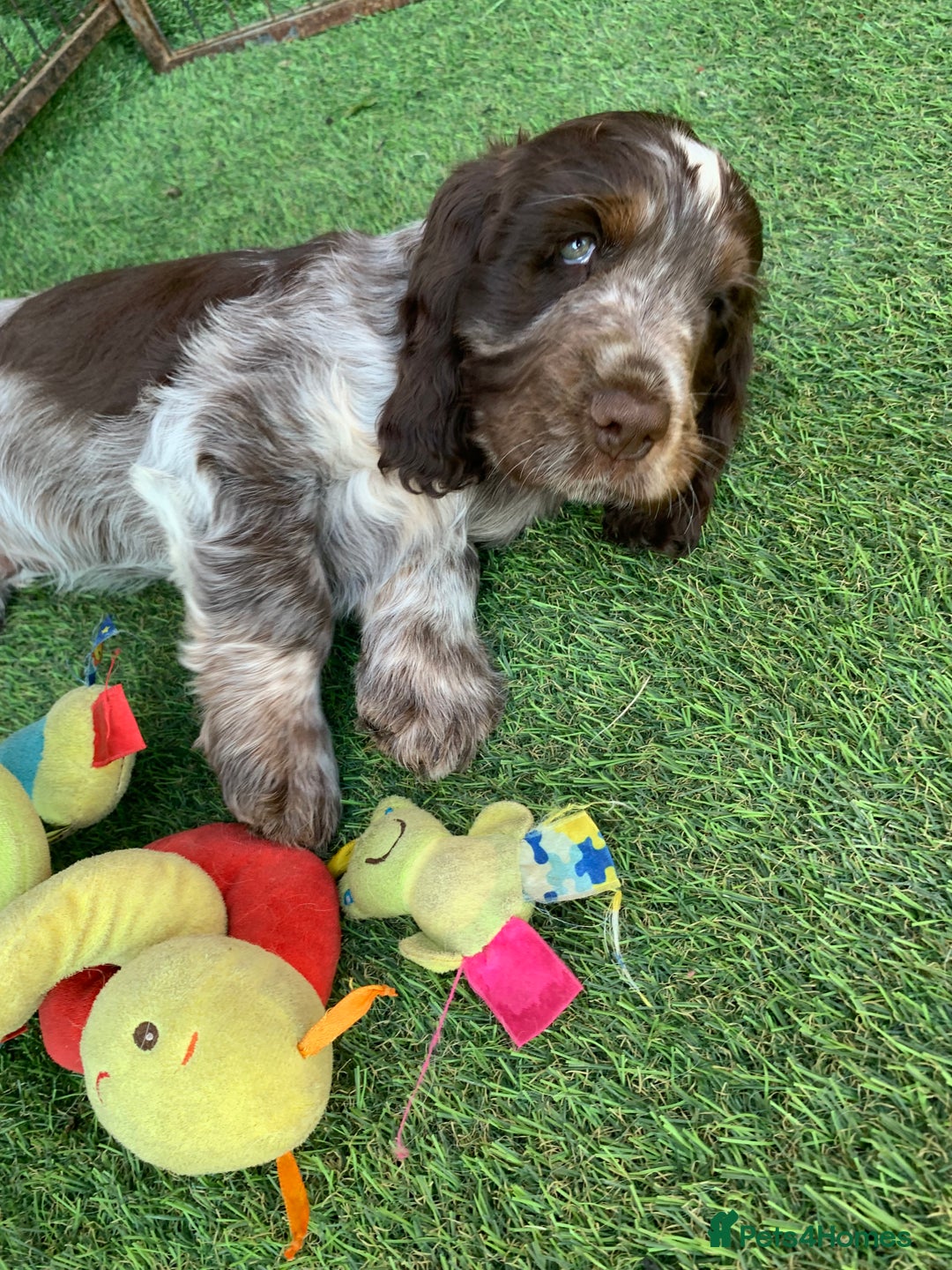 Cocker Spaniel dogs for stud: Extensively Health Tested Stud  in Wisbech - Advert 10