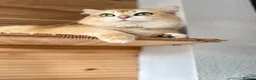 British Shorthair cats for sale: Gorgeous GCCF registered British shorthair Gold. - Advert 18