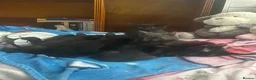 Siamese cats for sale: Beautiful kittens  - Advert 1