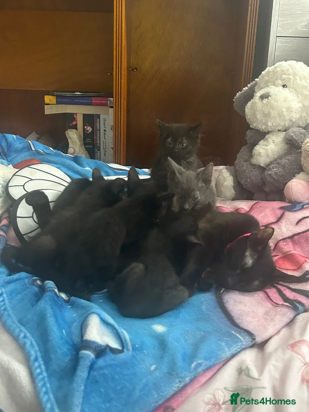 Siamese cats for sale: Beautiful kittens  - Advert 1