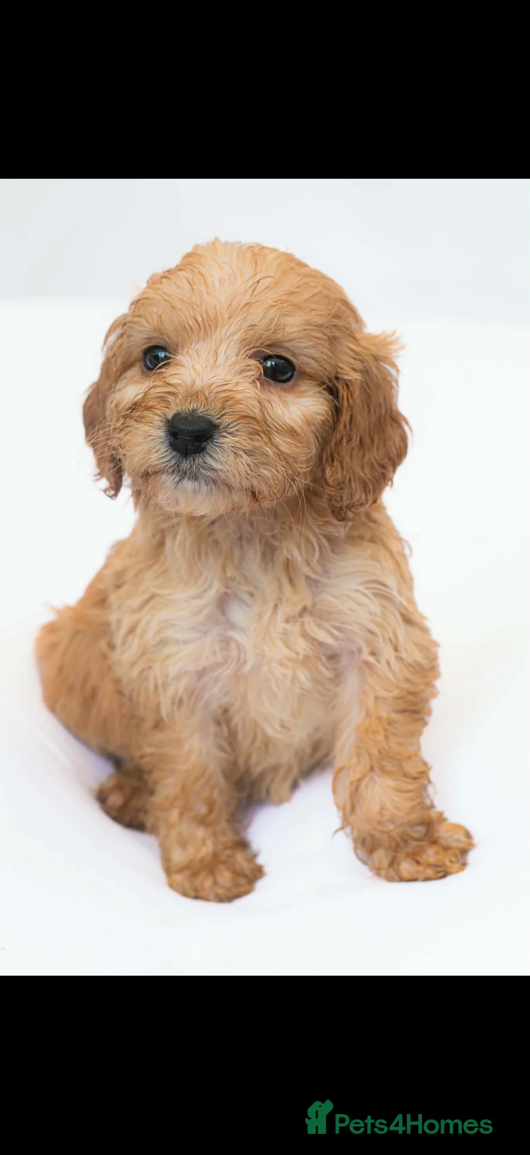 Cockapoo dogs for sale: Cockapoo puppies in West Bromwich - Advert 2