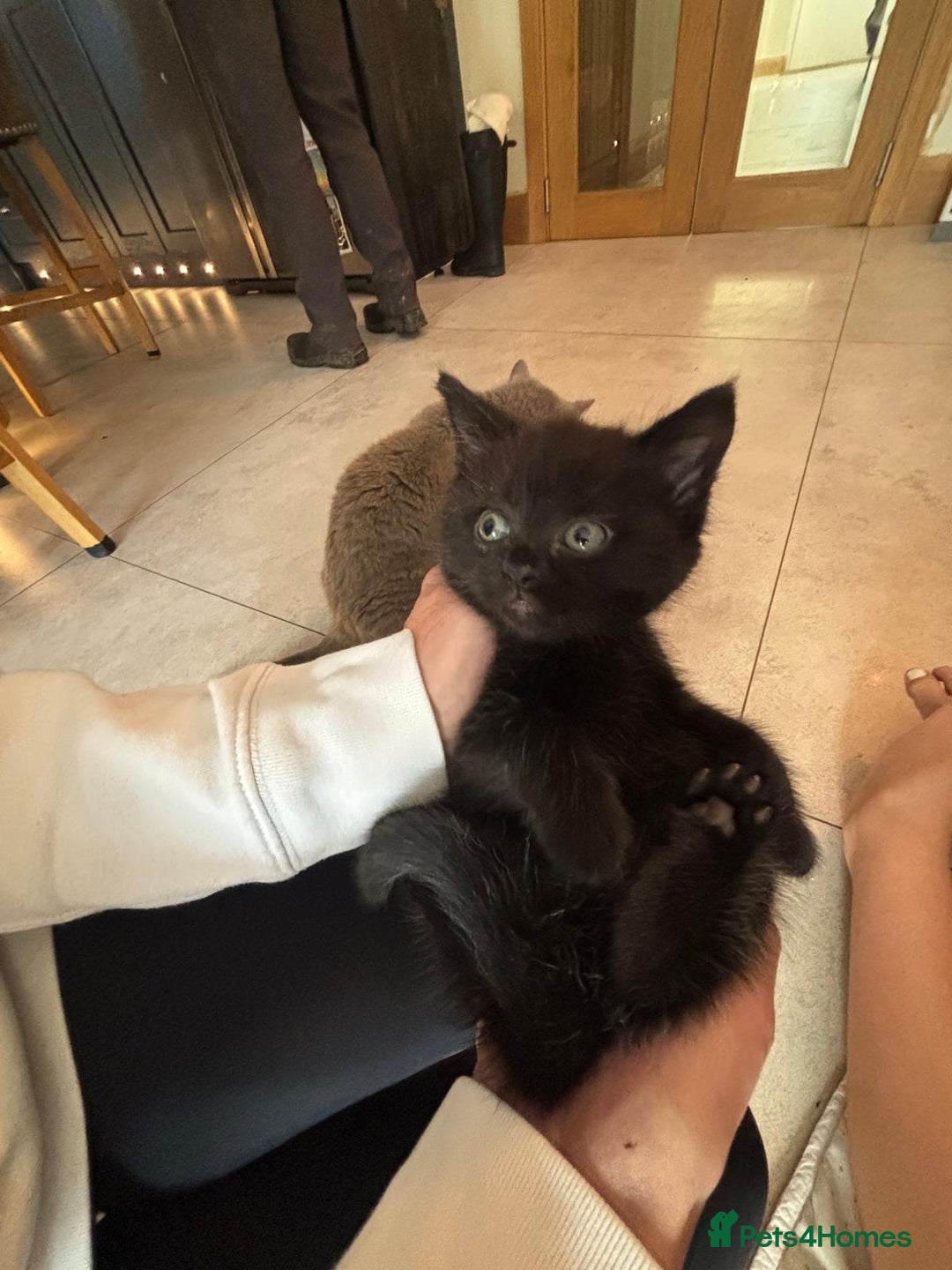 Mixed Breed cats for sale: READY for new home! 🐈‍⬛  - Advert 22