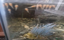 Plecos fish for sale: Bristle nosed albino pleco - Image 1