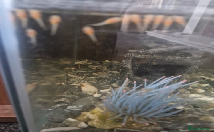 Plecos fish - Advert 1