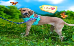 Chihuahua dogs for adoption: ❤️🐶 LILA – A Little  Soul Searching for Love 🐶❤️ - Image 1