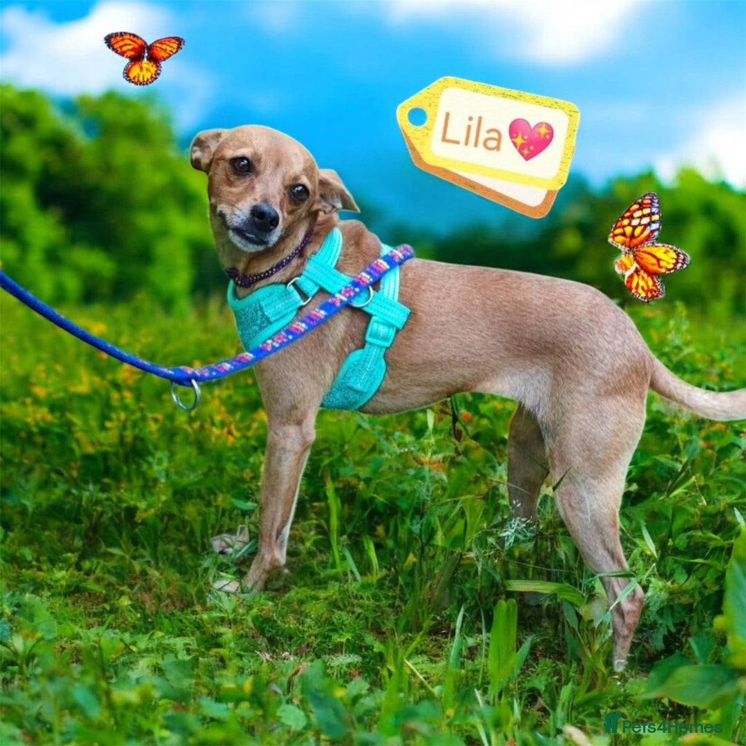 Chihuahua dogs for adoption: ❤️🐶 LILA – A Little  Soul Searching for Love 🐶❤️ - Image 1