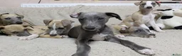 Whippet dogs for sale: Show quality KC reg pups - Advert 16