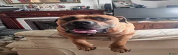 Boerboel dogs for stud: Boerboel male for stud - Advert 10