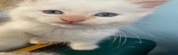 Ragdoll cats for sale: Ragdoll kittens  - Advert 5