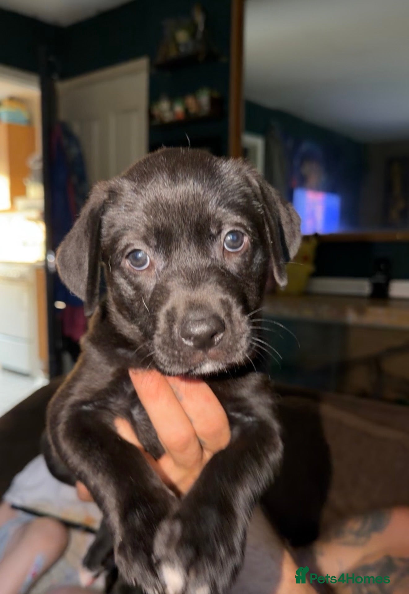 Mixed Breed dogs Labrador x  - Advert 18