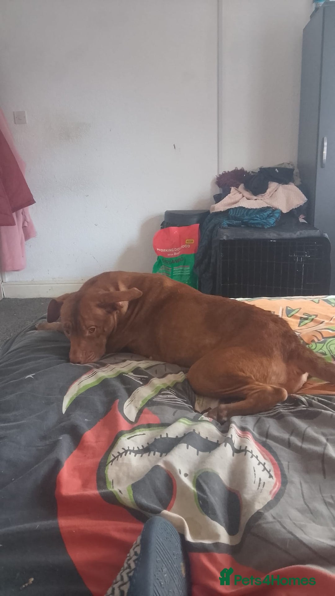 American Bull Staffy dogs for sale: Ava American bull staffy - Advert 1