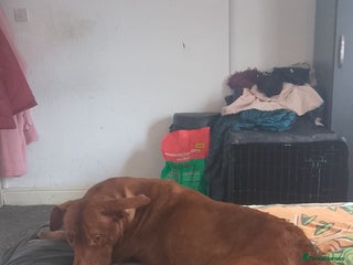 American Bull Staffy dogs Ava American bull staffy - Advert 5