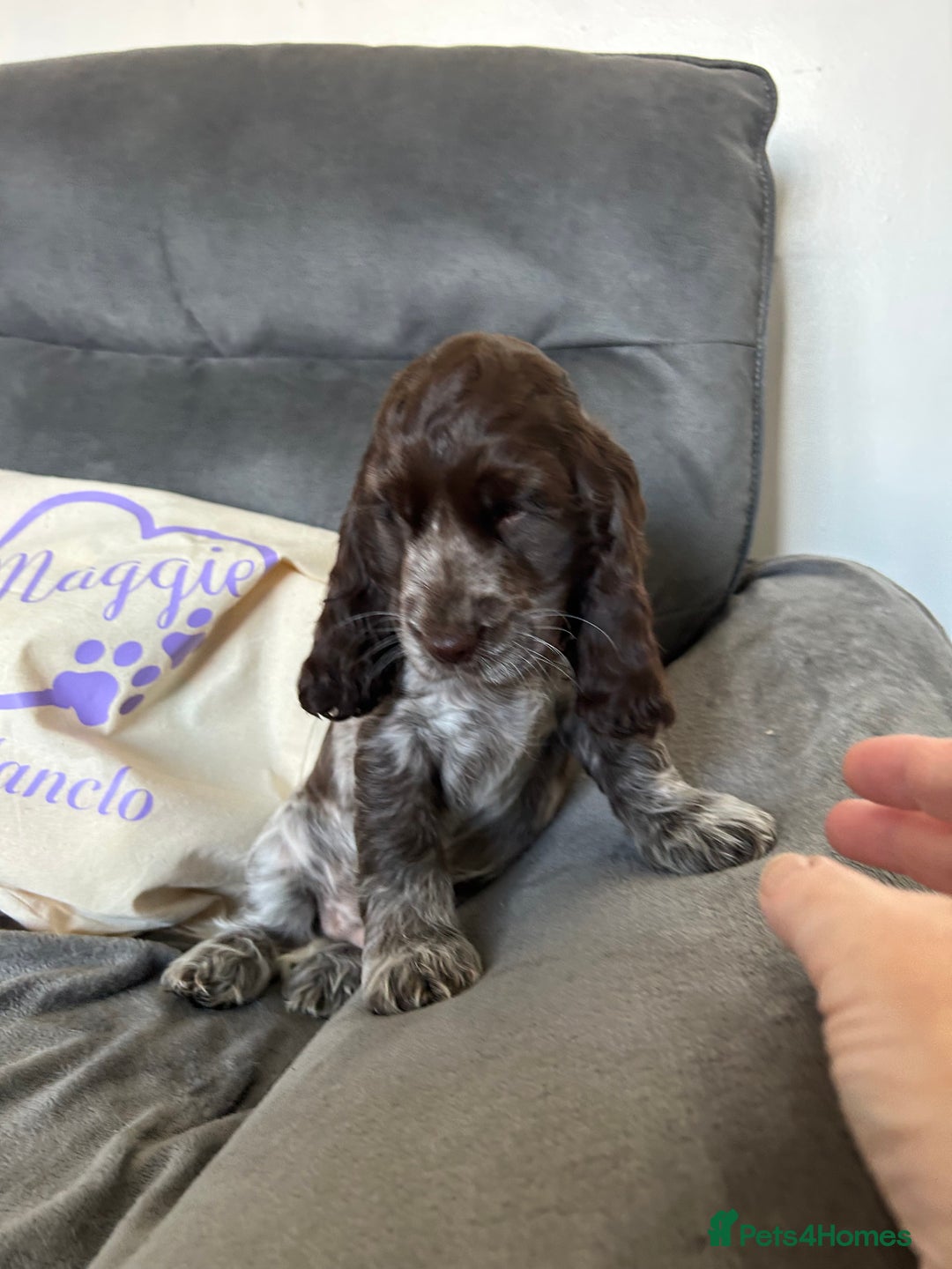 Cocker Spaniel dogs for sale: Chocolate roan show cocker spaniel boy - Image 2