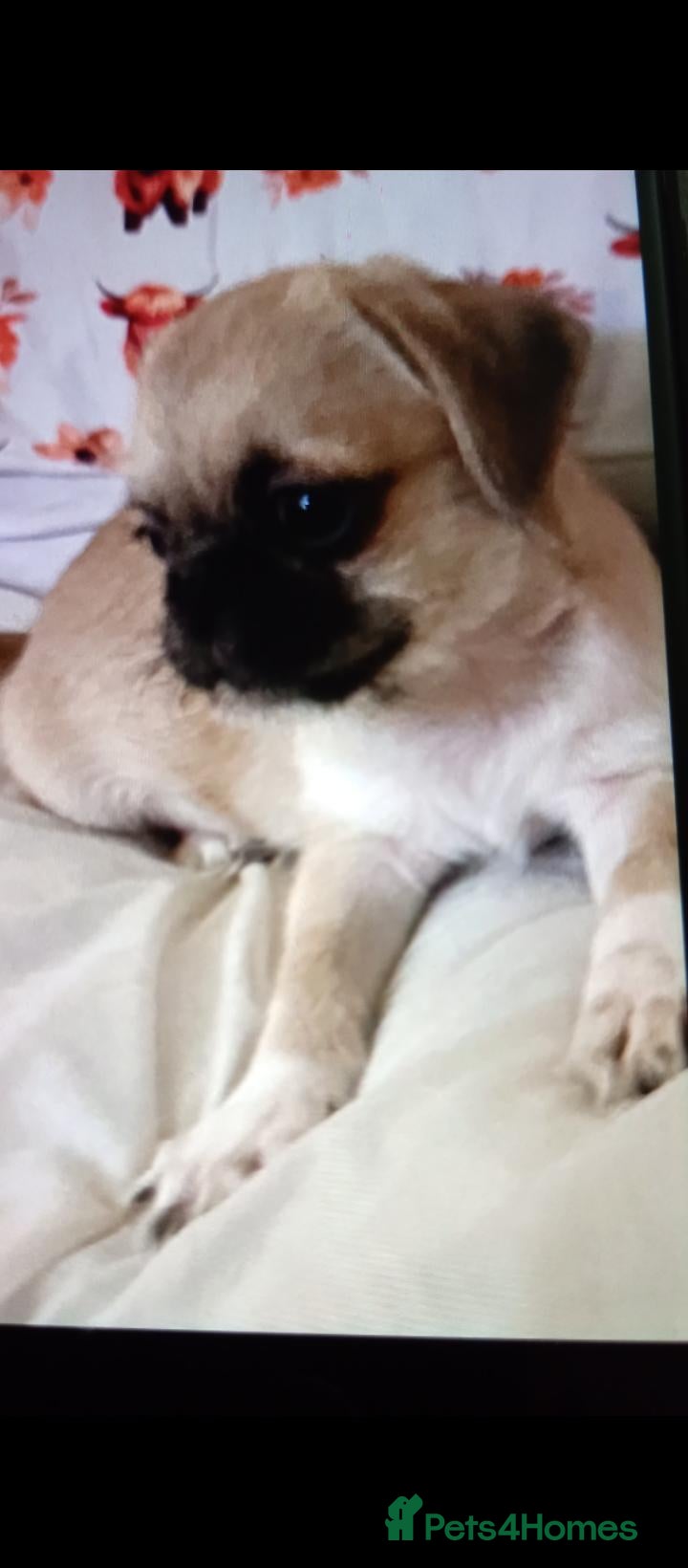 Mixed Breed dogs Gorgeous litter of pugzu male puppies  - Advert 18