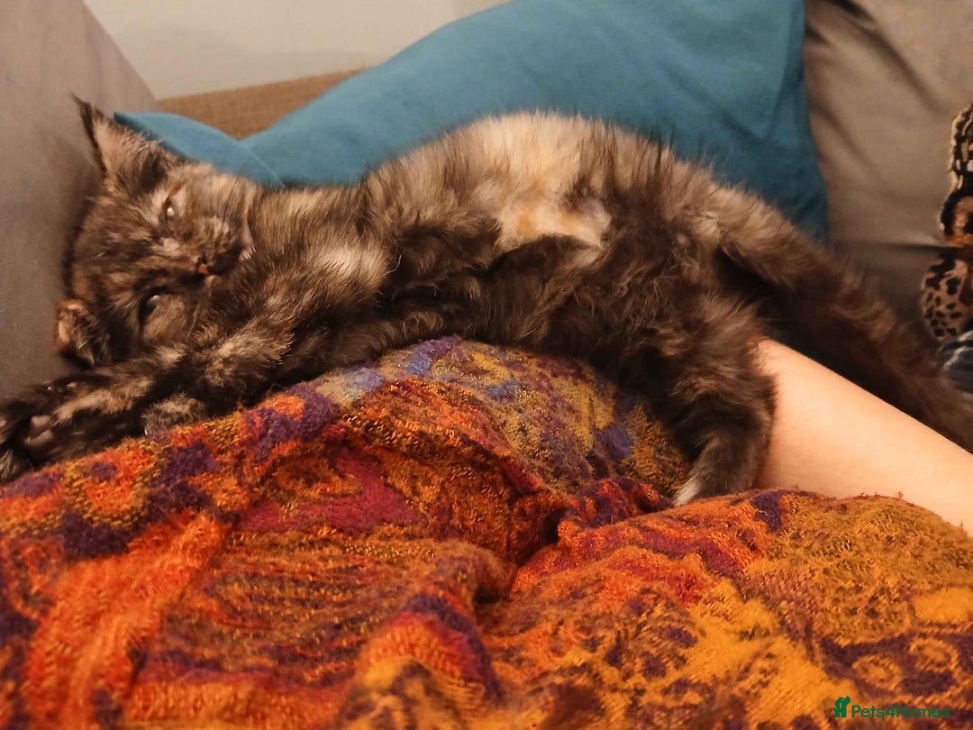 Domestic Shorthair cats for adoption: ADOPTION - Mince Pie - Advert 4