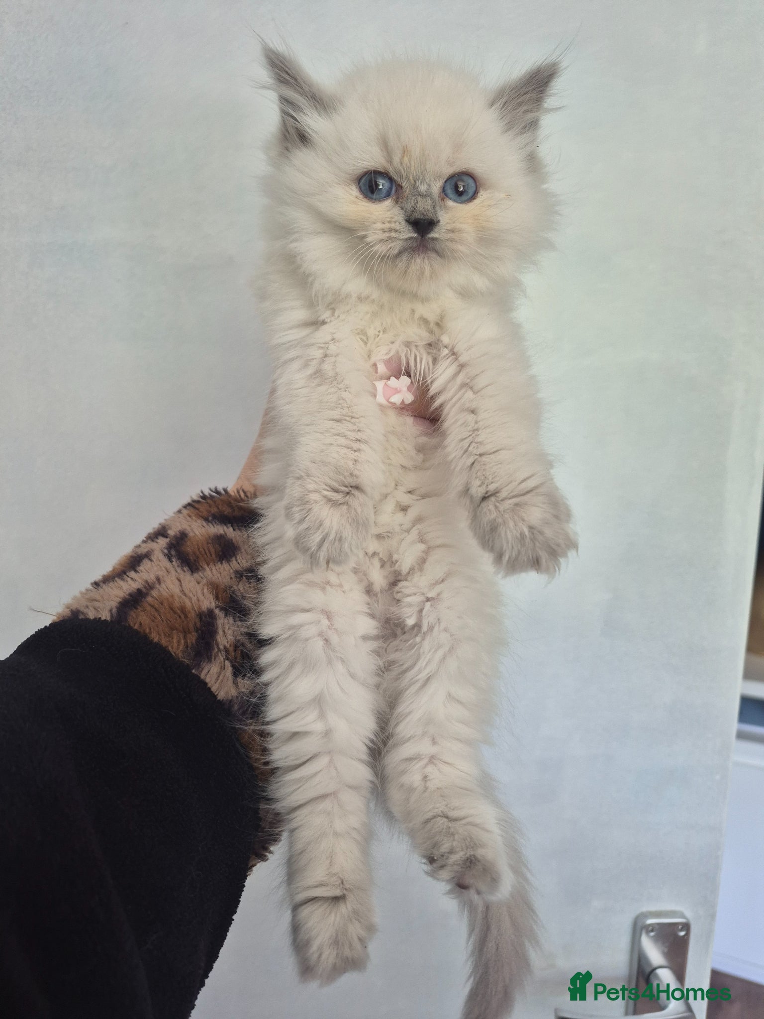Ragdoll cats blue point ragdoll female kitten ready 20th may - Advert 12