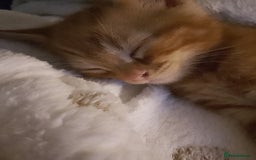 Mixed Breed cats for sale: 2 Male Bengal X Kittens for Sale. - Image 2