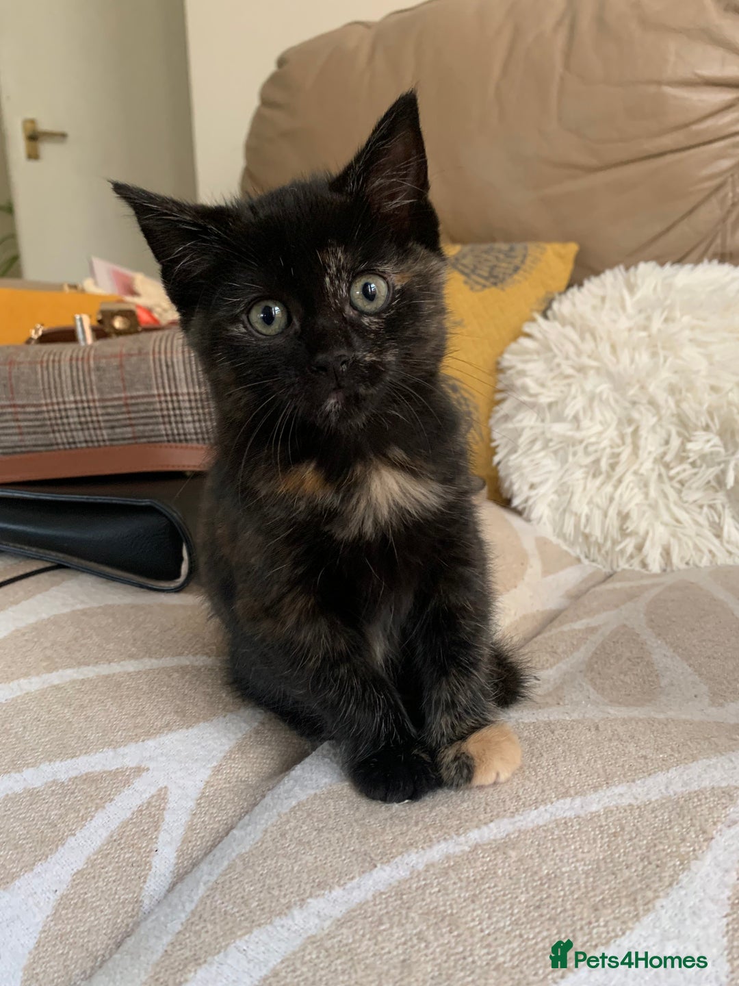 Mixed Breed cats for sale: Two girls and a boy Kuril bobtail mix - Image 19