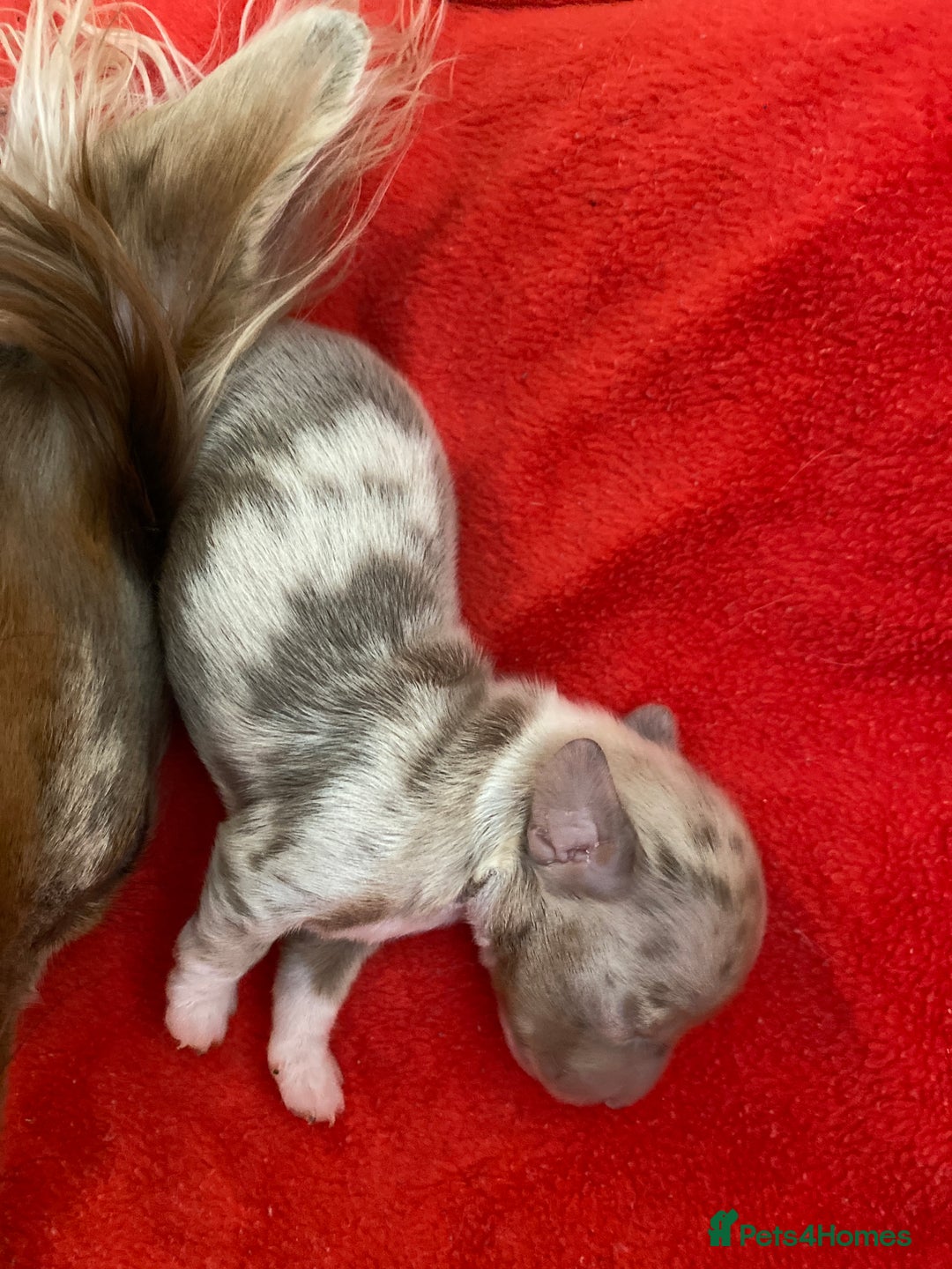 Miniature Dachshund dogs for sale: long haired miniature isabella dapple puppies  - Image 5