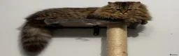 Siberian cats for sale: New imported lines Siberian kittens - Advert 6