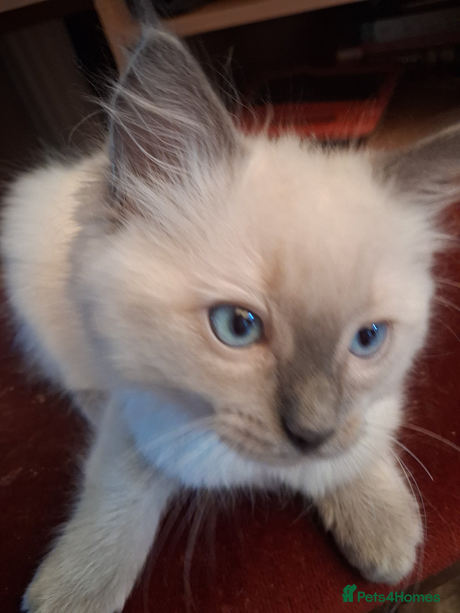 Ragdoll cats for sale: Ragdoll kittens ready 11th June after vet check - Advert 12