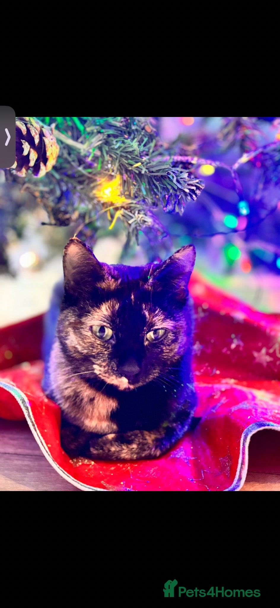 Mixed Breed cats Beautiful 5 fluffy kitten  - Advert 1