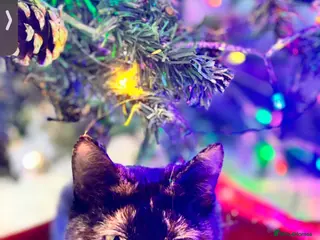 Mixed Breed cats Beautiful 5 fluffy kitten - Advert 1