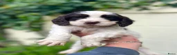 Cocker Spaniel dogs for sale: Outstanding cocker spaniel puppies - Advert 4