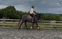 Irish Sports horses for sale: Beautiful, Kind Willing 4yo ISH by HSF CANTURO LUI - Image 3