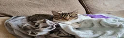 Domestic Shorthair cats for adoption: Seaweed - Advert 3