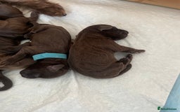 Mixed Breed dogs for sale: Patterdale terrier cross - Image 8
