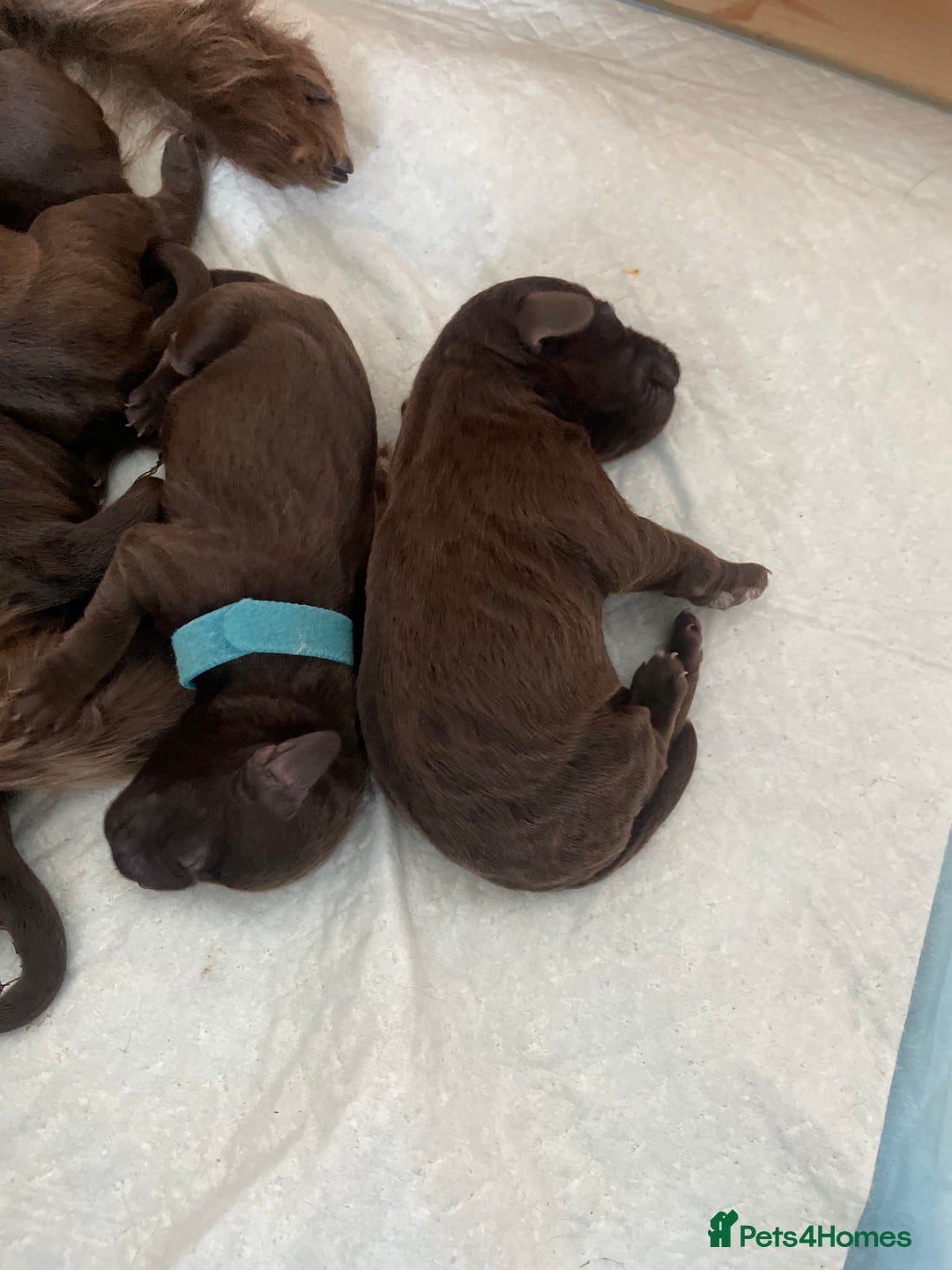 Mixed Breed dogs for sale: Patterdale terrier cross - Image 8