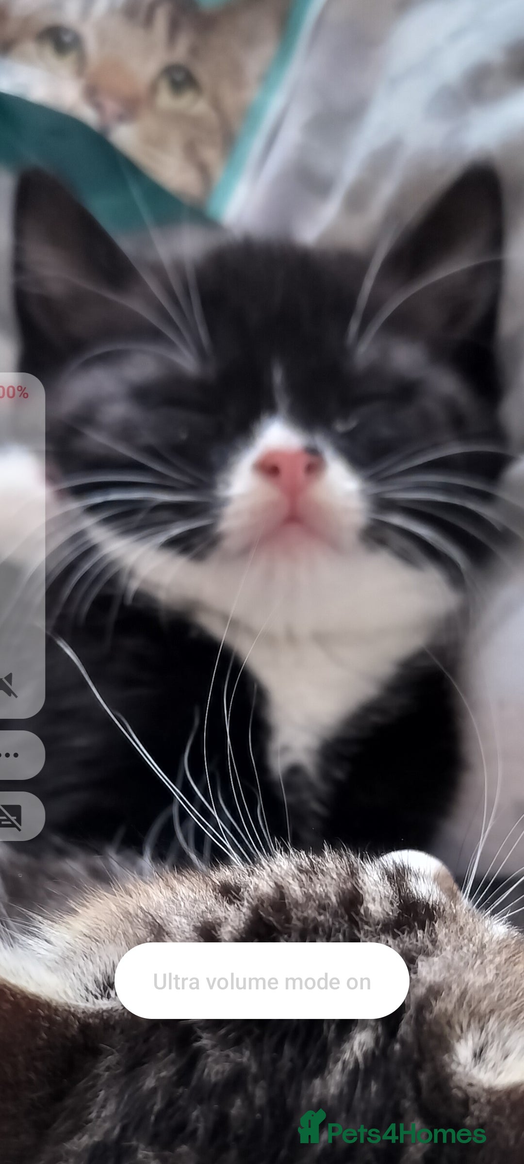 Mixed Breed cats for sale: Soft fluffy bundle of joy loving black and white - Advert 6