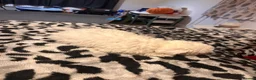Maltese dogs for sale: Maltese - Advert 4