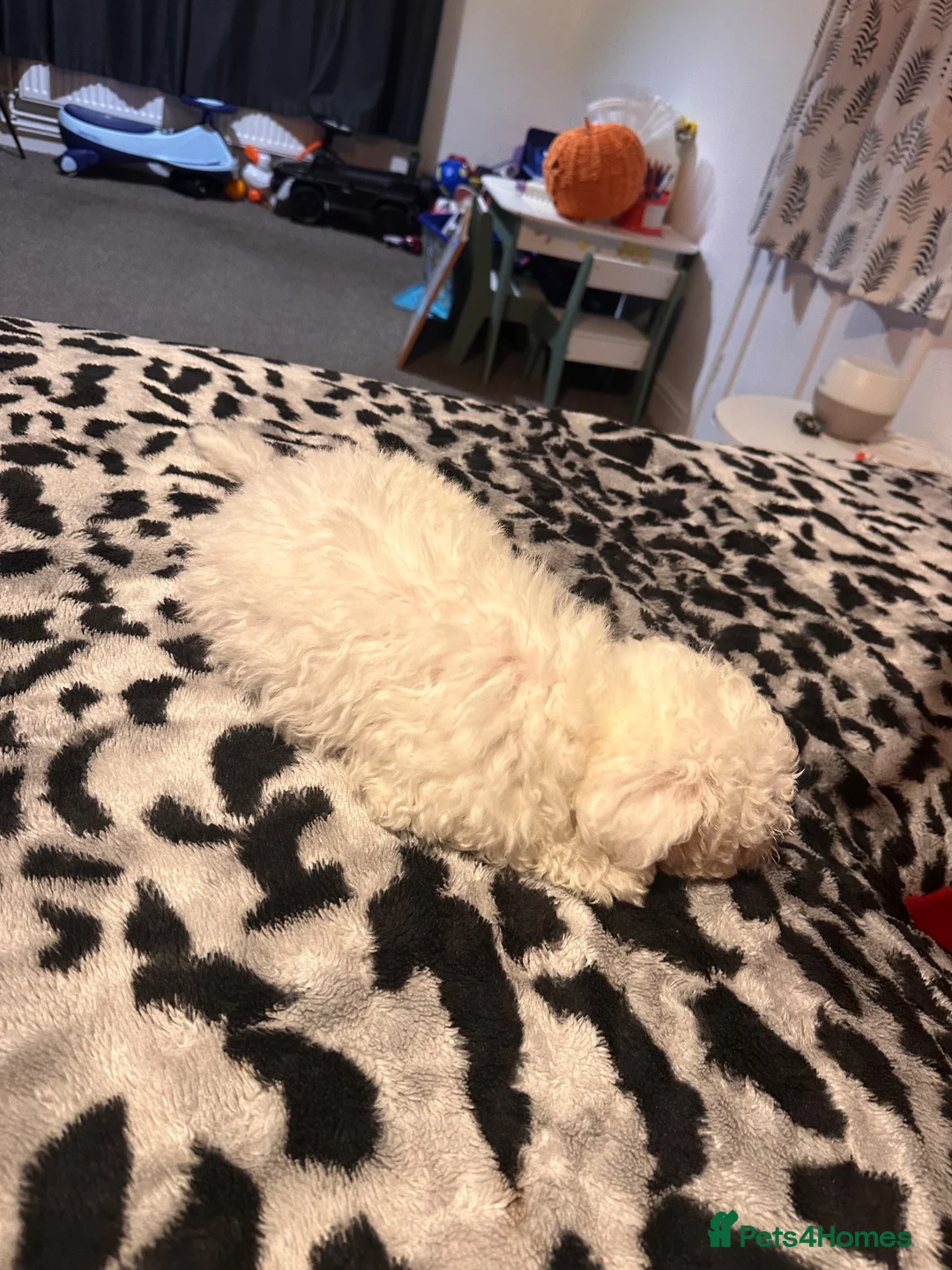 Maltese dogs for sale: Maltese - Advert 4
