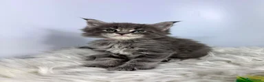 Maine Coon 7