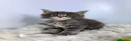 Maine Coon cats for sale: ✨7 Gorgeous Pure Breed Maine Coon Kittens✨ - Advert 3